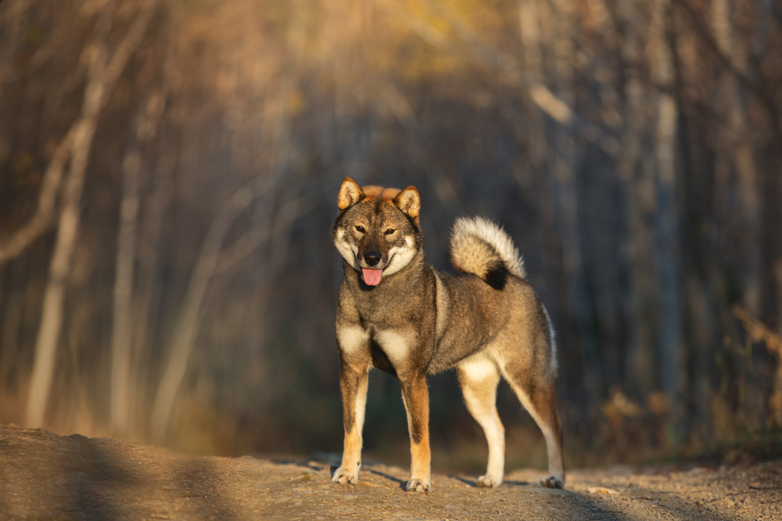 A Shikoku standing tall with a forest trail in the background