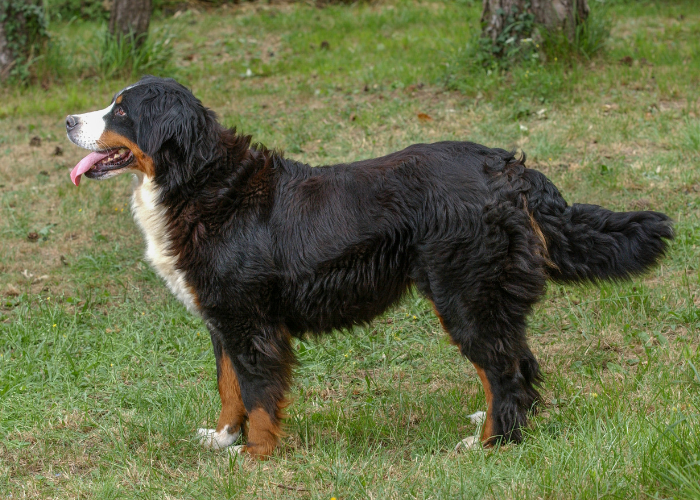 A Bernese Mountain Dog, Swiss charm and a great family pet.