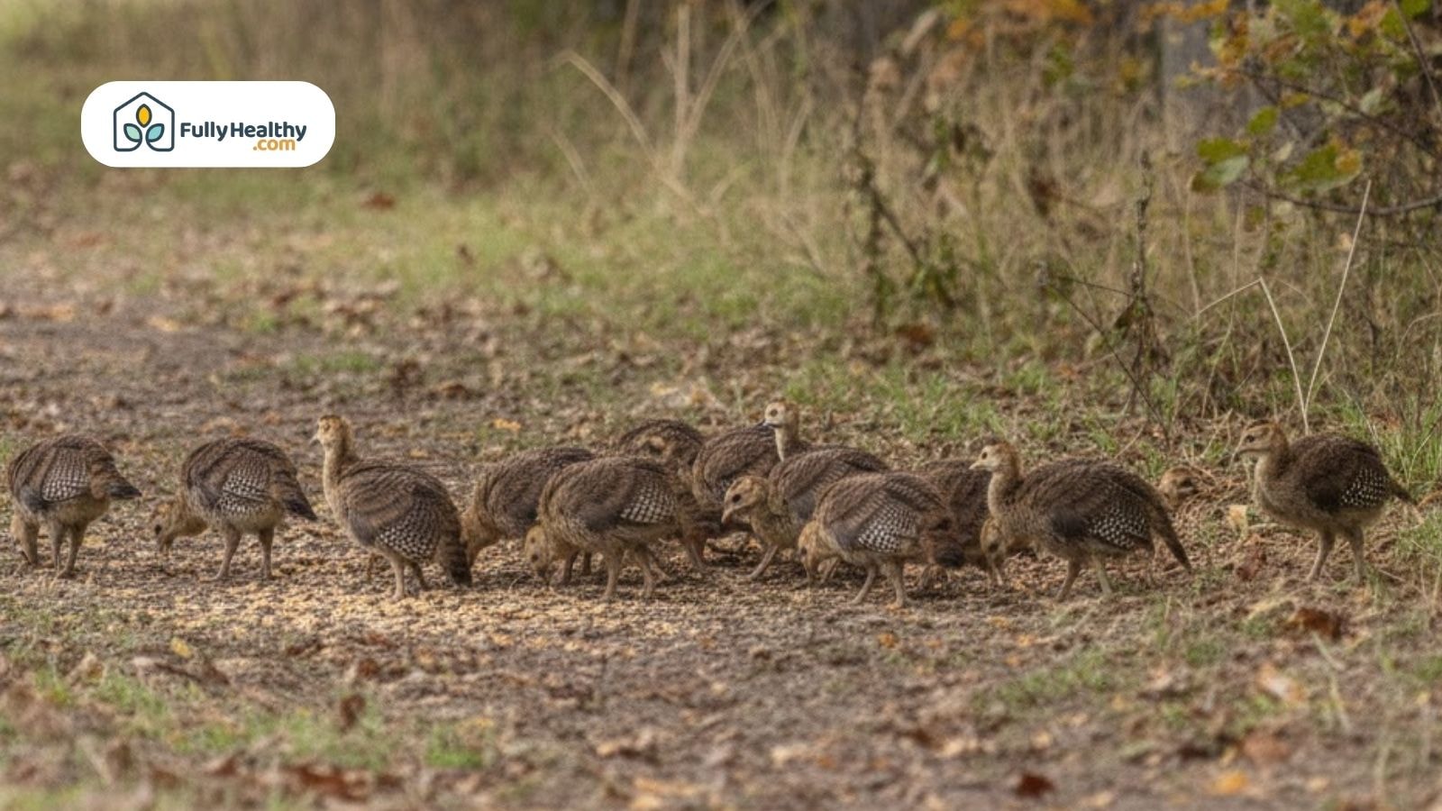 A group of baby turkeys foraging on the ground in a wooded area during daylight.
