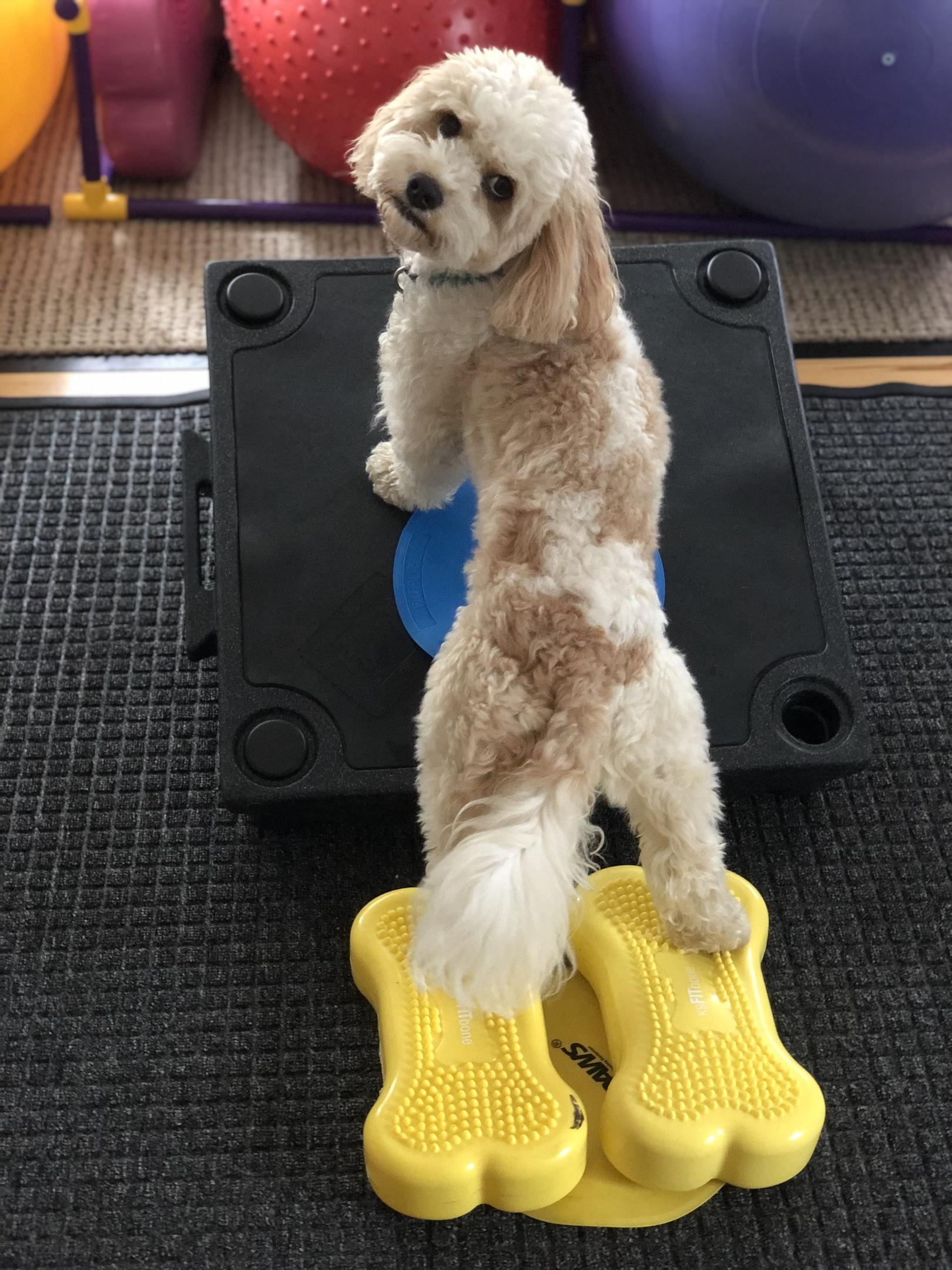 Proper exercise for dogs includes daily walks, play, strength training, balance work, mental stimulation, and low-impact movement matched to the dog’s age, breed, health, weight, activities and energy level.