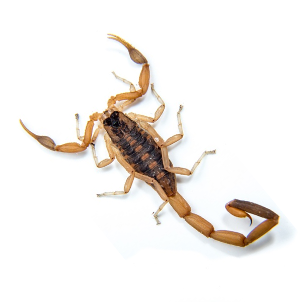 Scorpion sting: First-aid, treatment, prevention and all you need