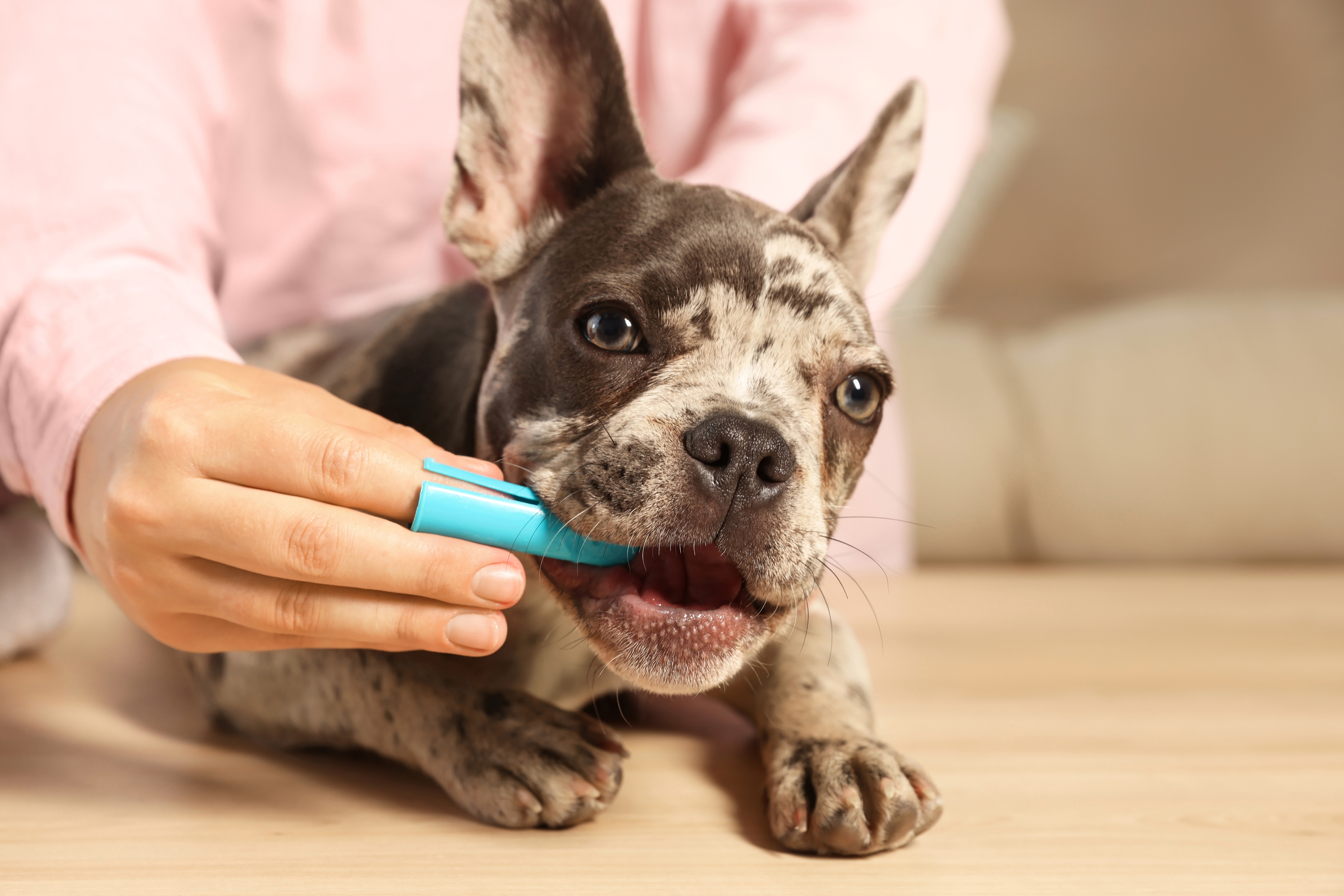 A Dog Brushing Its Teeth With A Toothbrush And Toothpaste