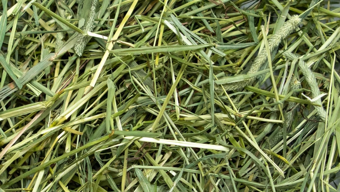 what makes certain hay more appealing to rabbits