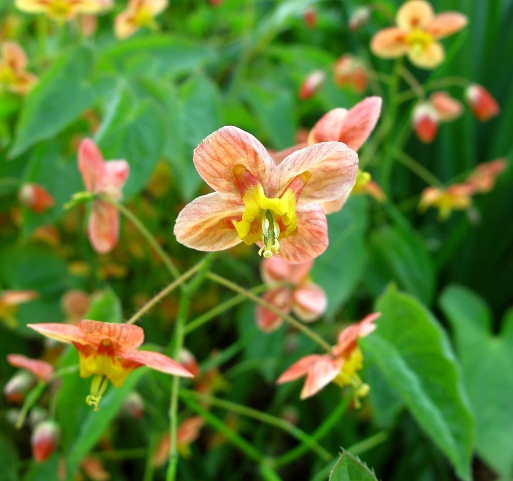 Epimedium