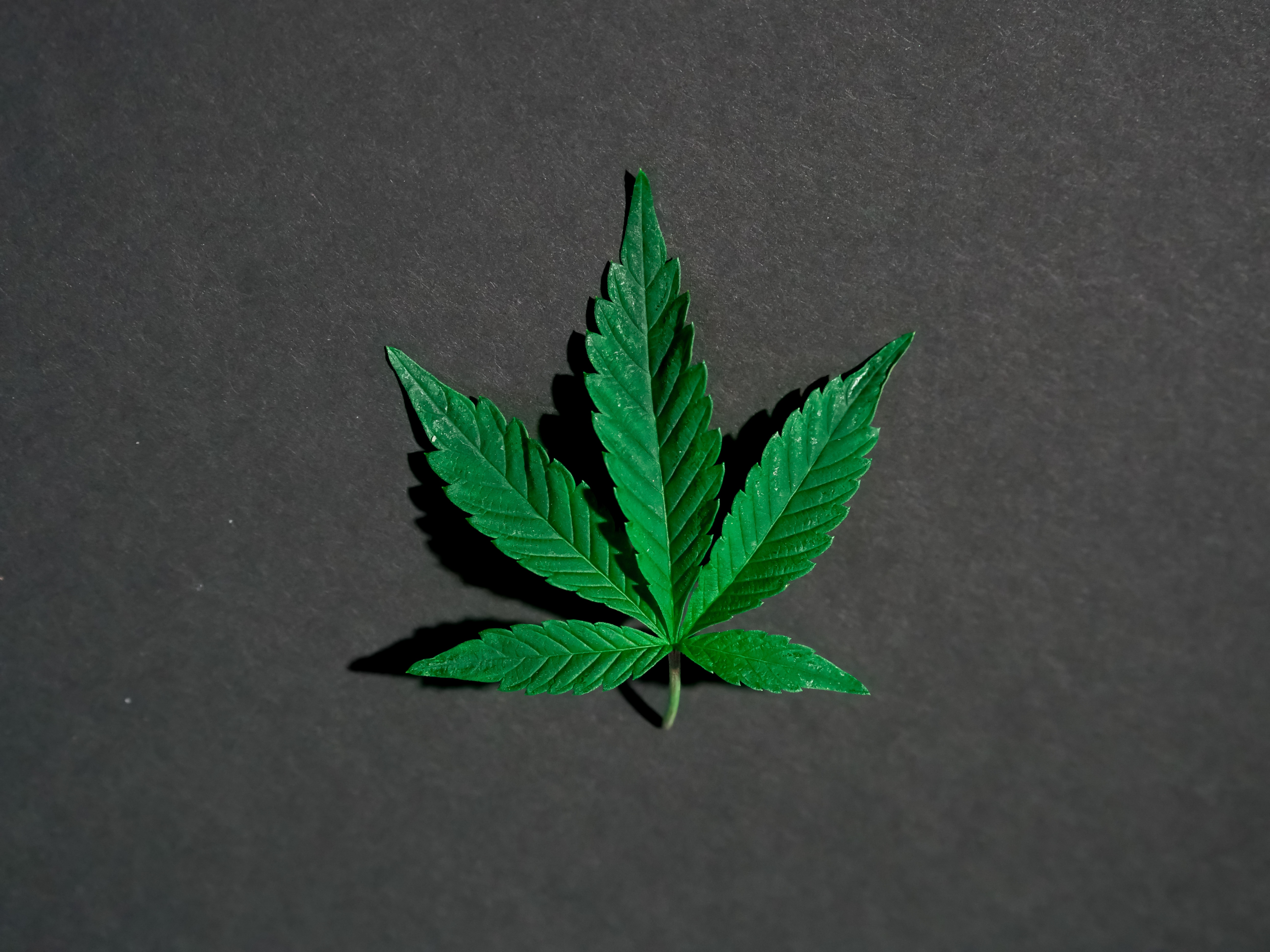 According to Scientific Literature and Cannabis Research THC Use and Recreational Marijuana Use is on The Rise