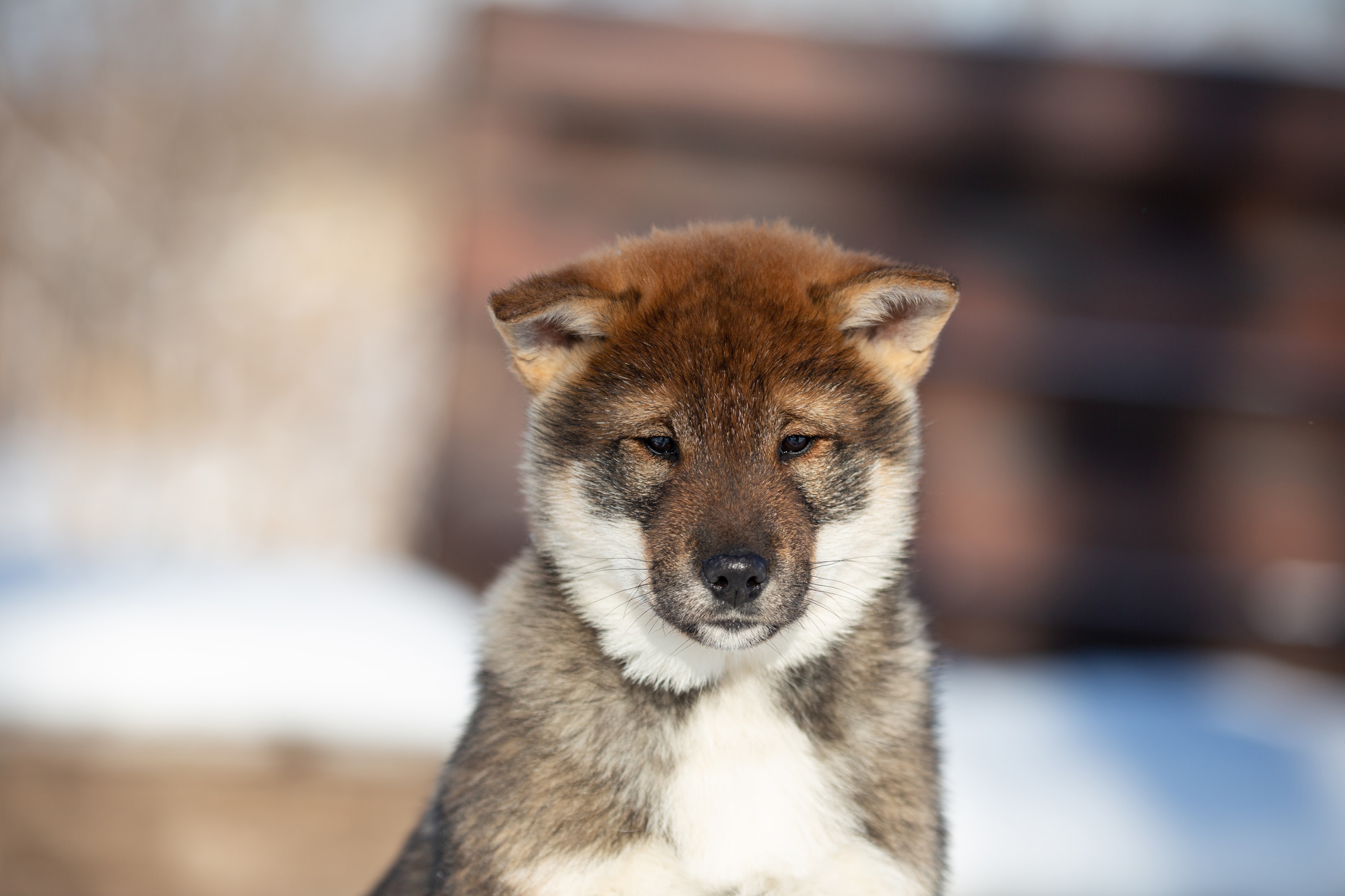 A puppy Shikoku standing with a snow background