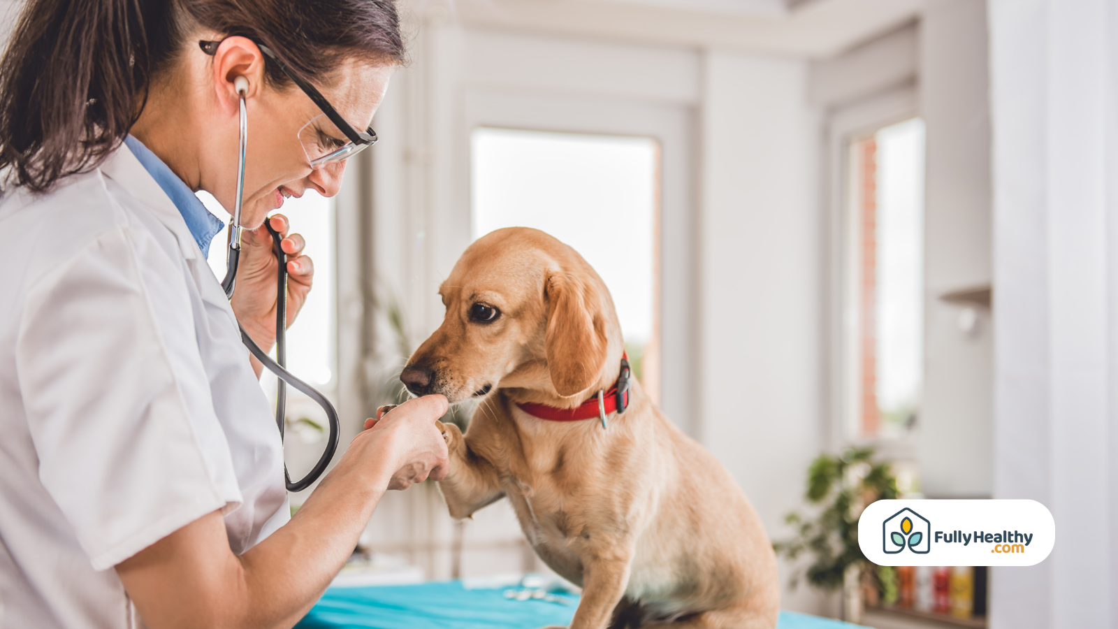 veterinarian examining small dog checkup can dogs eat squash