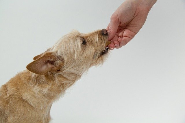 Dog enjoying treat