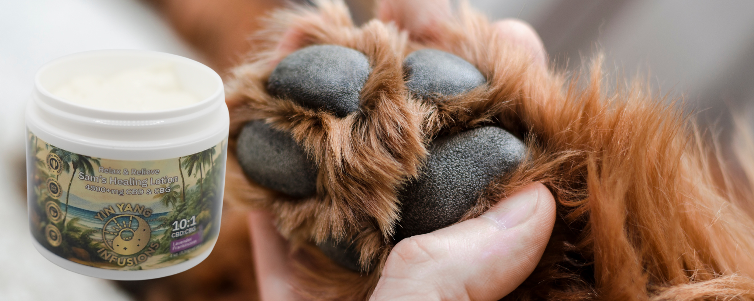 An image of a dog owner applying CBG lotion to her dogs paws