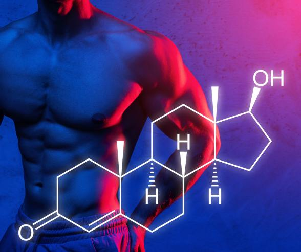 testosterone, muscle strength, total and free testosterone