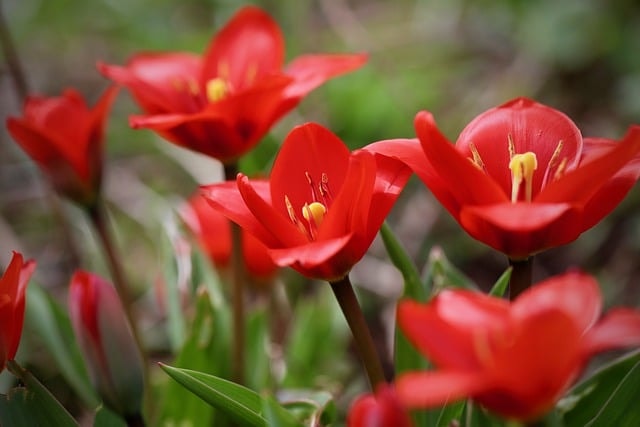 fusilier tulip, multi-flowered tulip, flower background, red flowers, beautiful flowers, tulips, flower wallpaper, petals, flower, blooms, nature, blossoms, flower, flower, flower, flower, flower