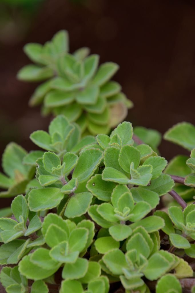 Caucasian Stonecrop
