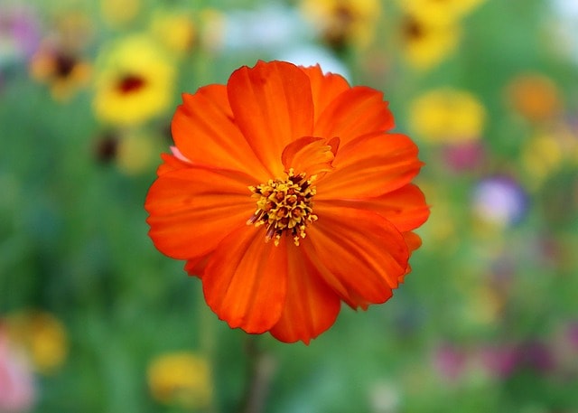 sulfur cosmos, orange flower, cosmo, flower, garden, botany, flower background, nature, flower wallpaper, plant, beautiful flowers, bloom, meadow