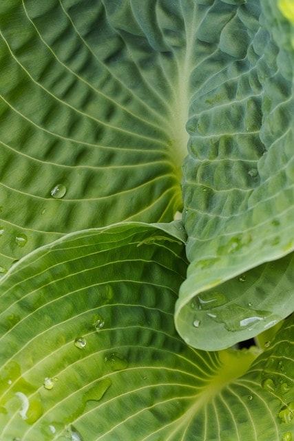 Funkia (hosta) – duże liście