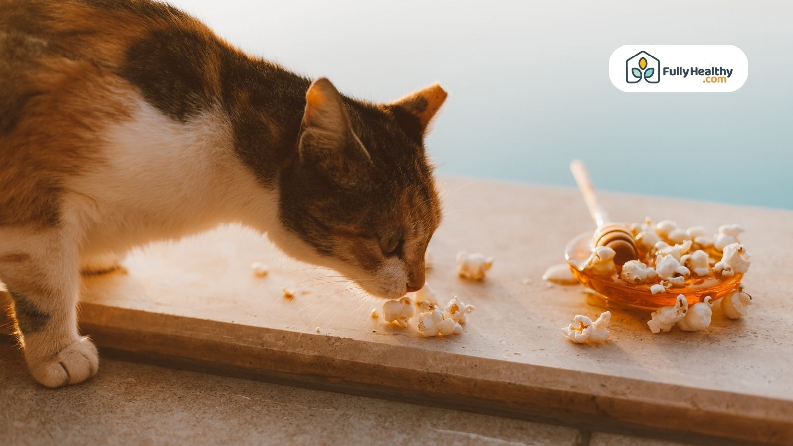 Cat sniffing popcorn beside honey dipper on table