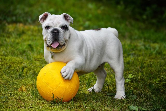 english bulldog, bulldog, ball