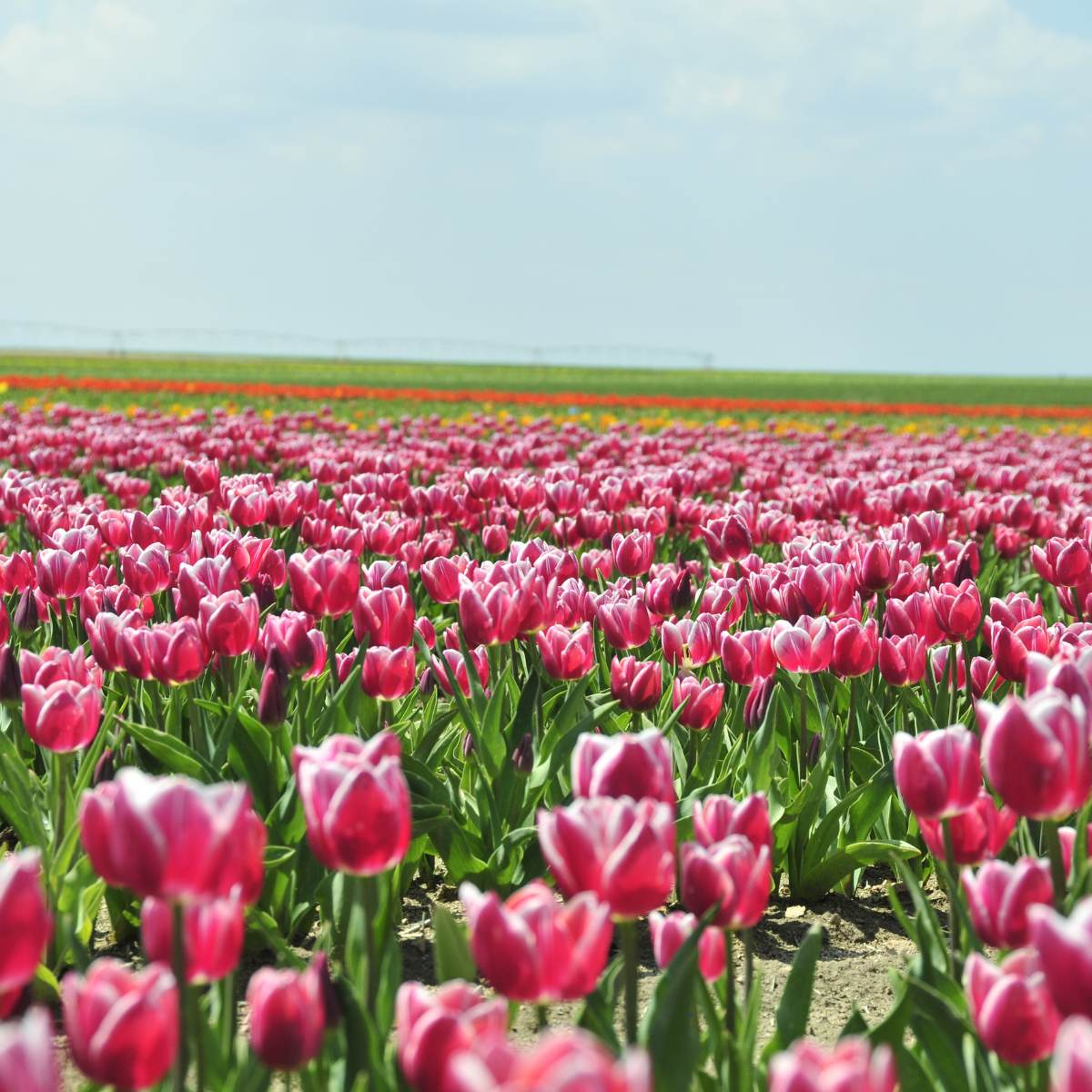 country field of pink and green tulips, lillies and great service to be delivered by Fabulous