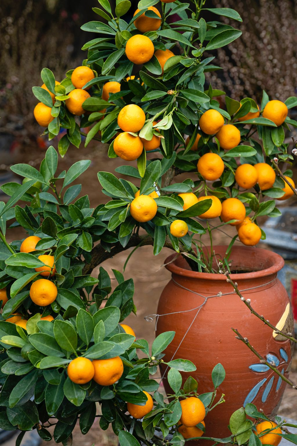 A plant on a windowsill