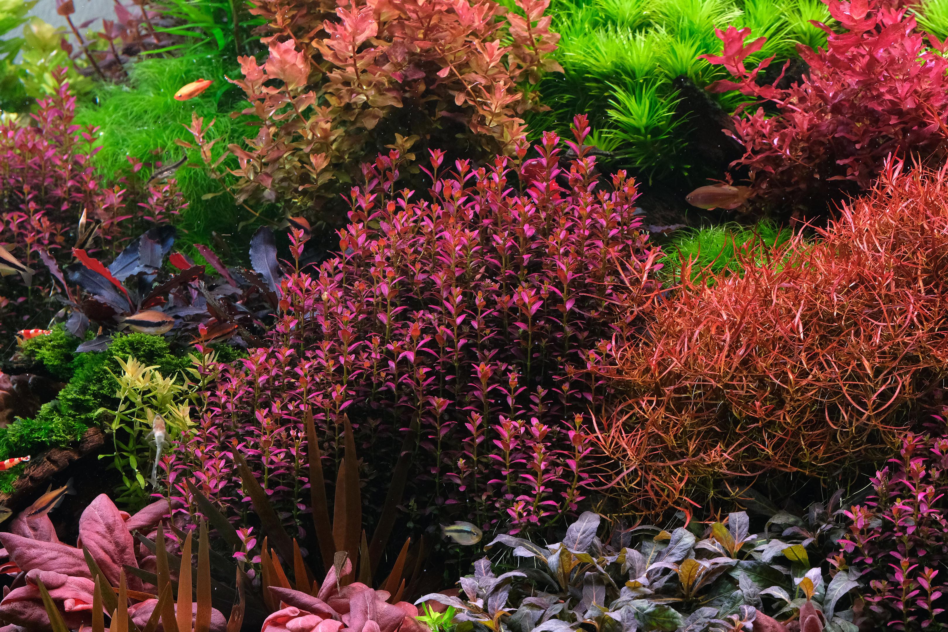 Vibrant planted aquarium with Rotala florida