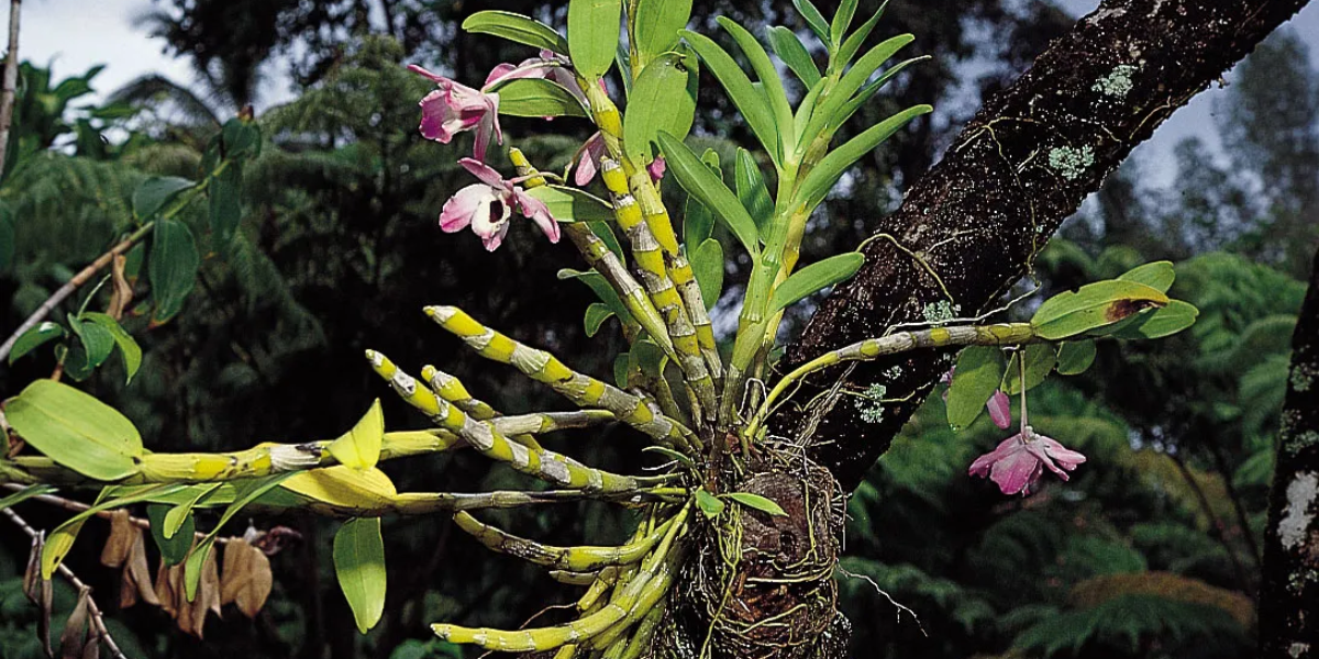 interesting plants species in the daintree rainforest