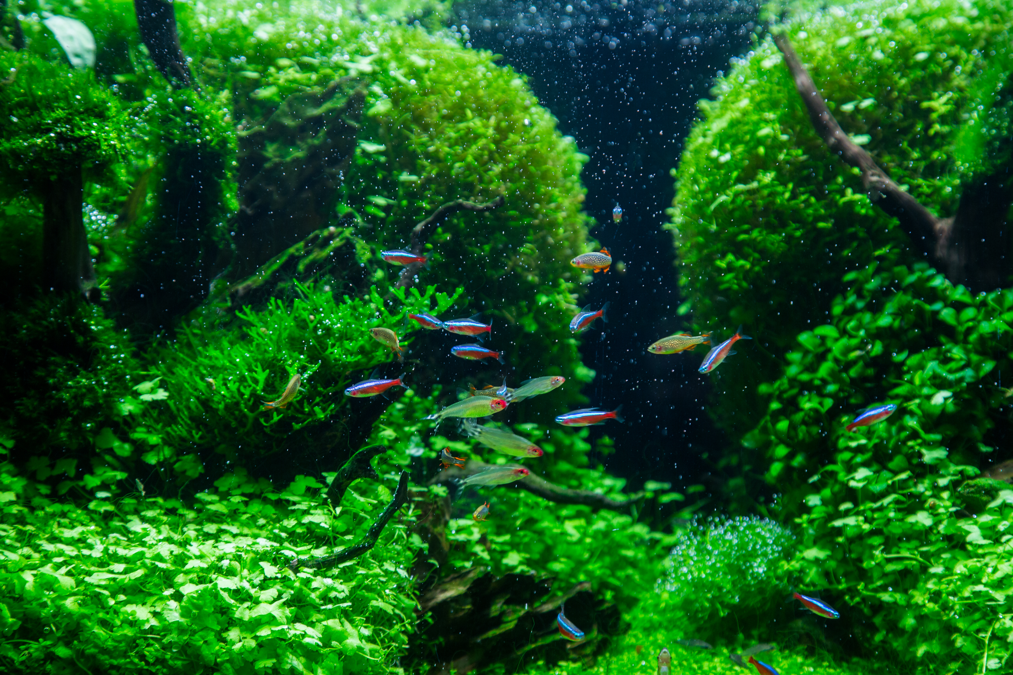 a school of neon tetra