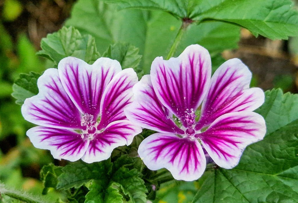 Musk Mallow