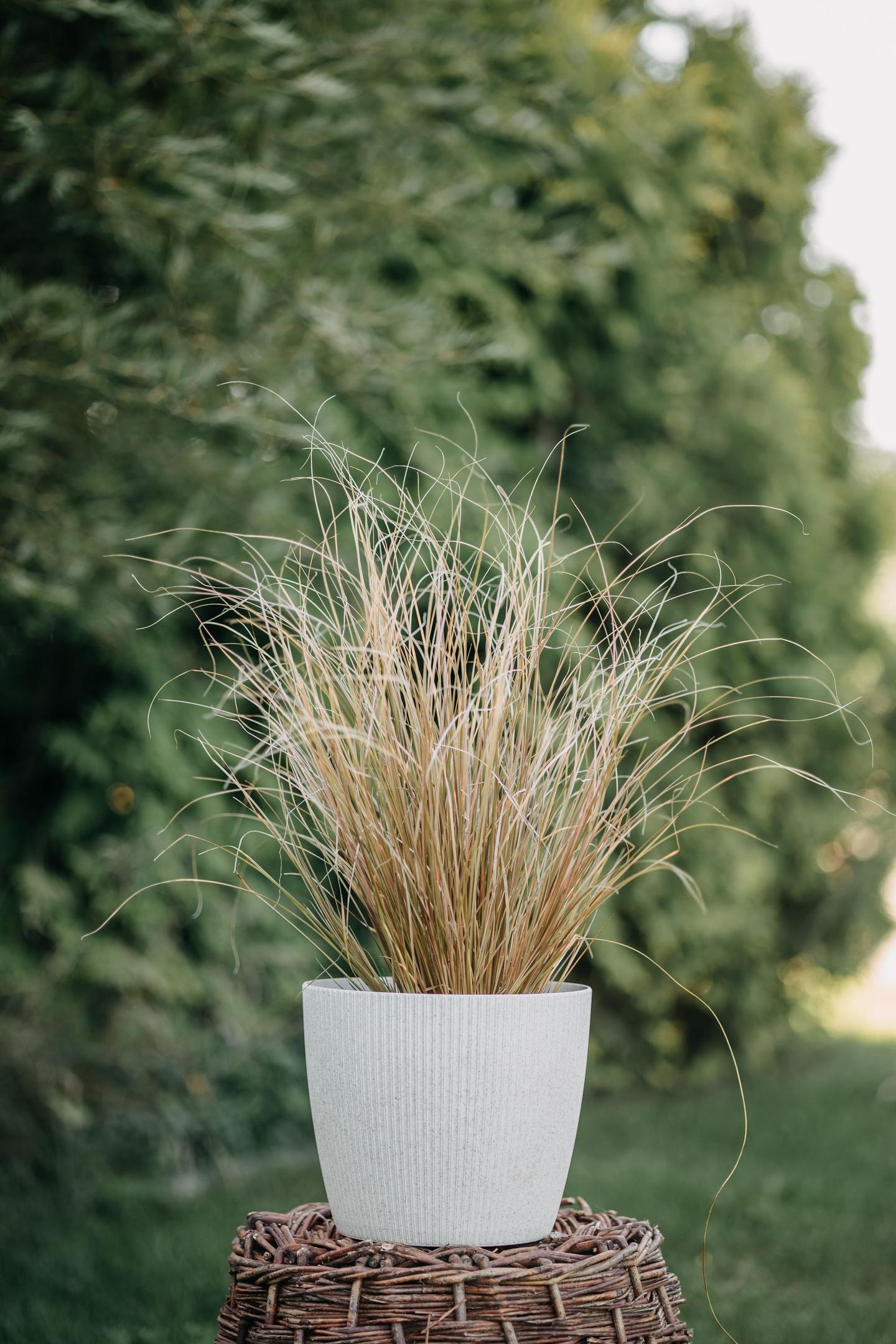 Sadzenie traw ozdobnych w ogrodzie