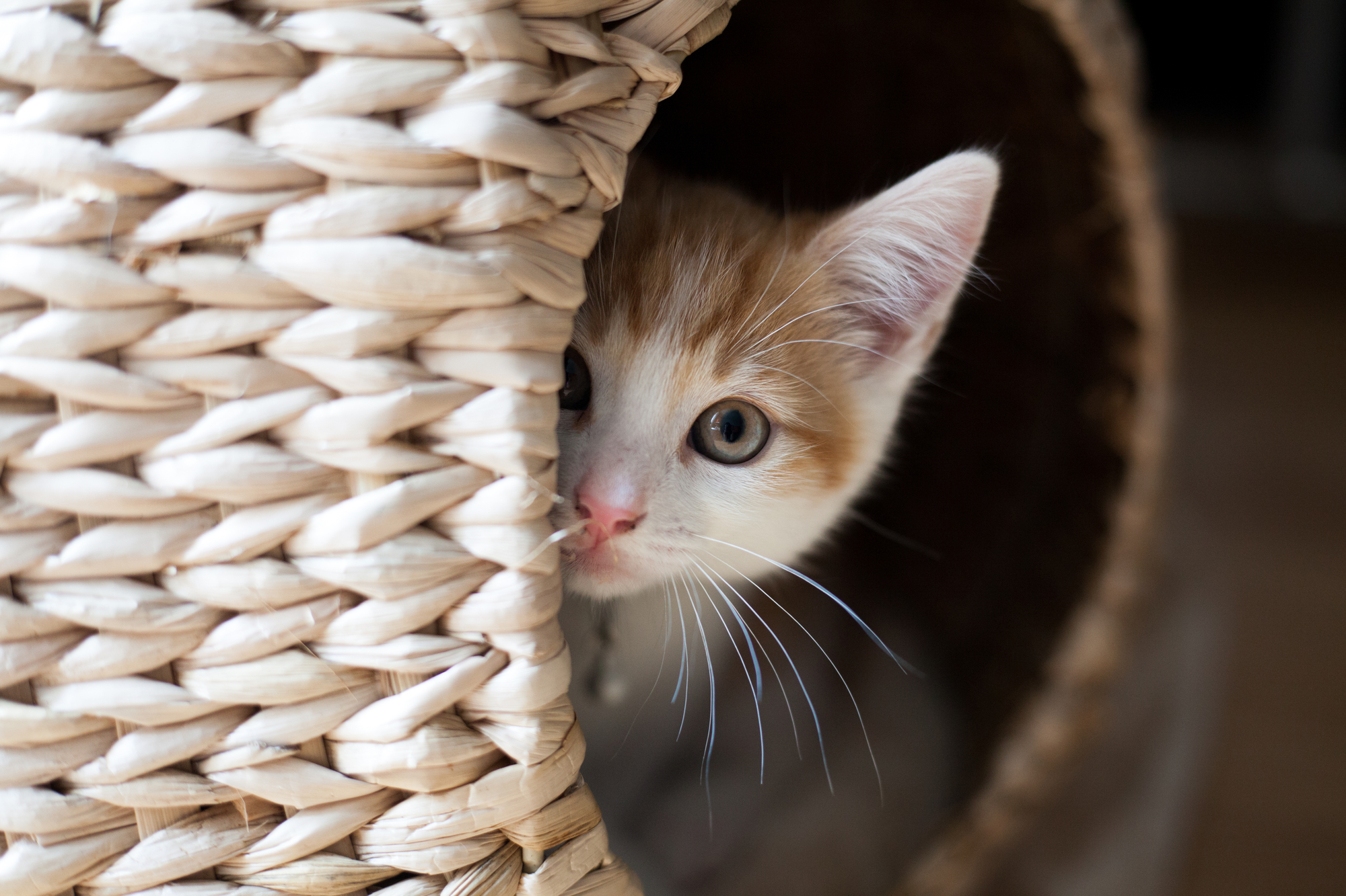 cat hiding inside the basket