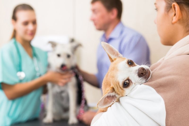 Health Care for canine pet