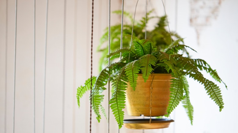 Creative Fern Placement and Display