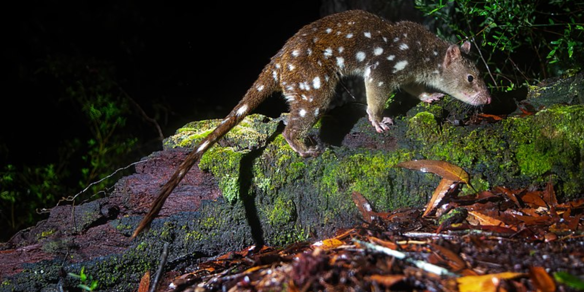 interesting animals in tasmania