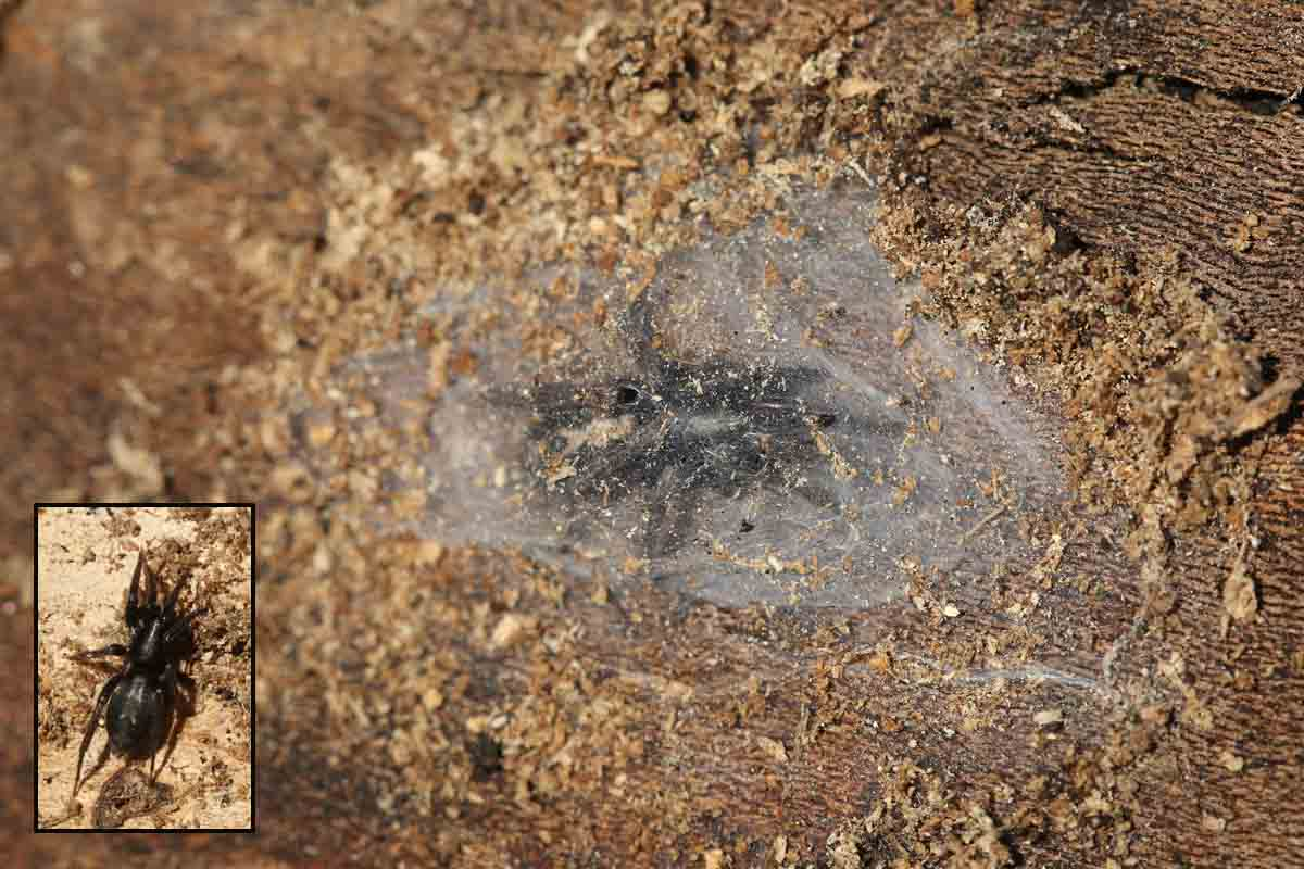 Exploring Spider Hibernation A Fascinating Insight