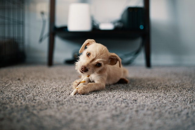 Terrier puppy laying on the carpet chewing a bone
