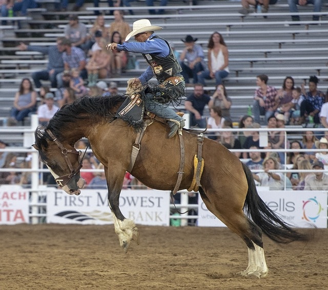 A bronco at a rodeo