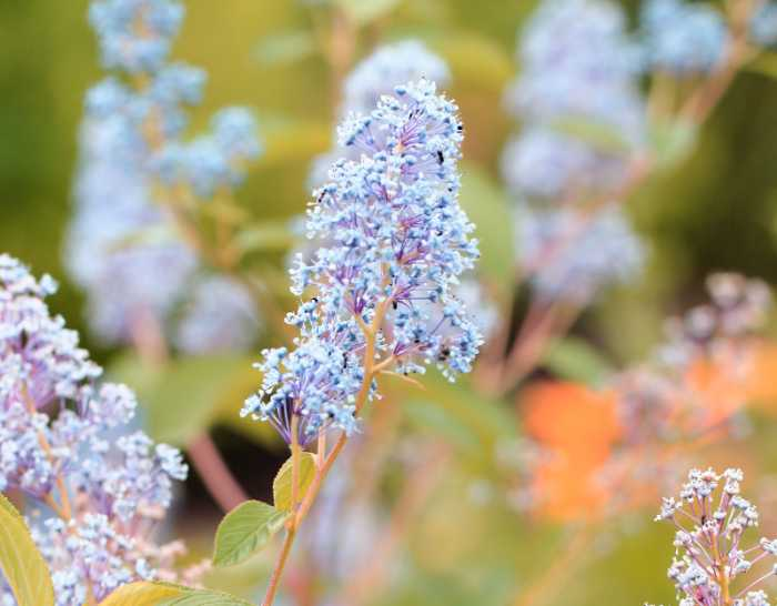 drought-tolerant plants