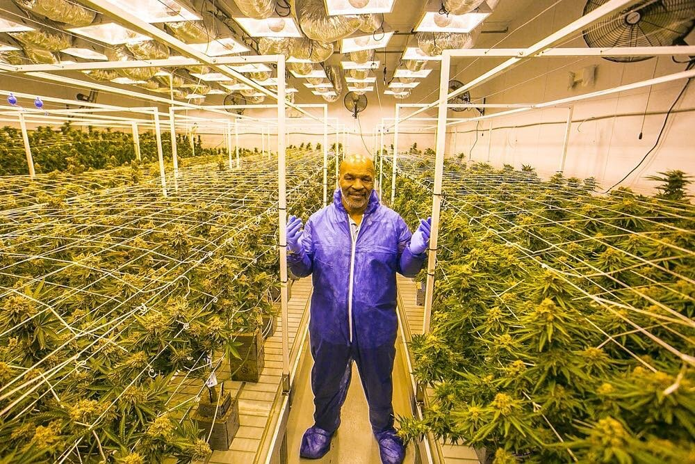 Mike Tyson Cannabis
