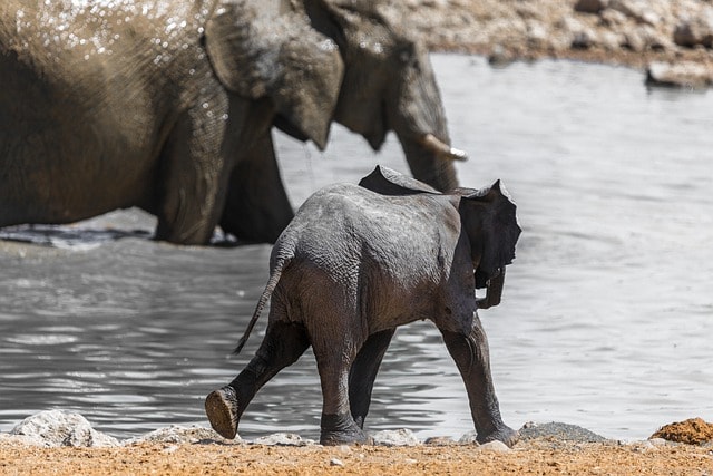 elephant, namibia, infant, water, africa, national park, mammal, nature, etosha, dry, safari, baby elephant, hot, wildlife, herd, south africa, to travel, trunk
