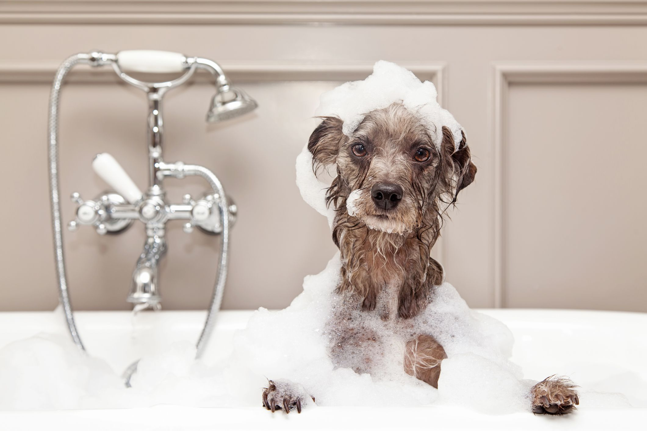 how to bathe a dog, dog bathing process