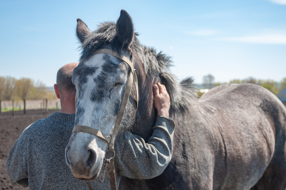 trainer giving old grey horse a hug, the horse is wearing a halter