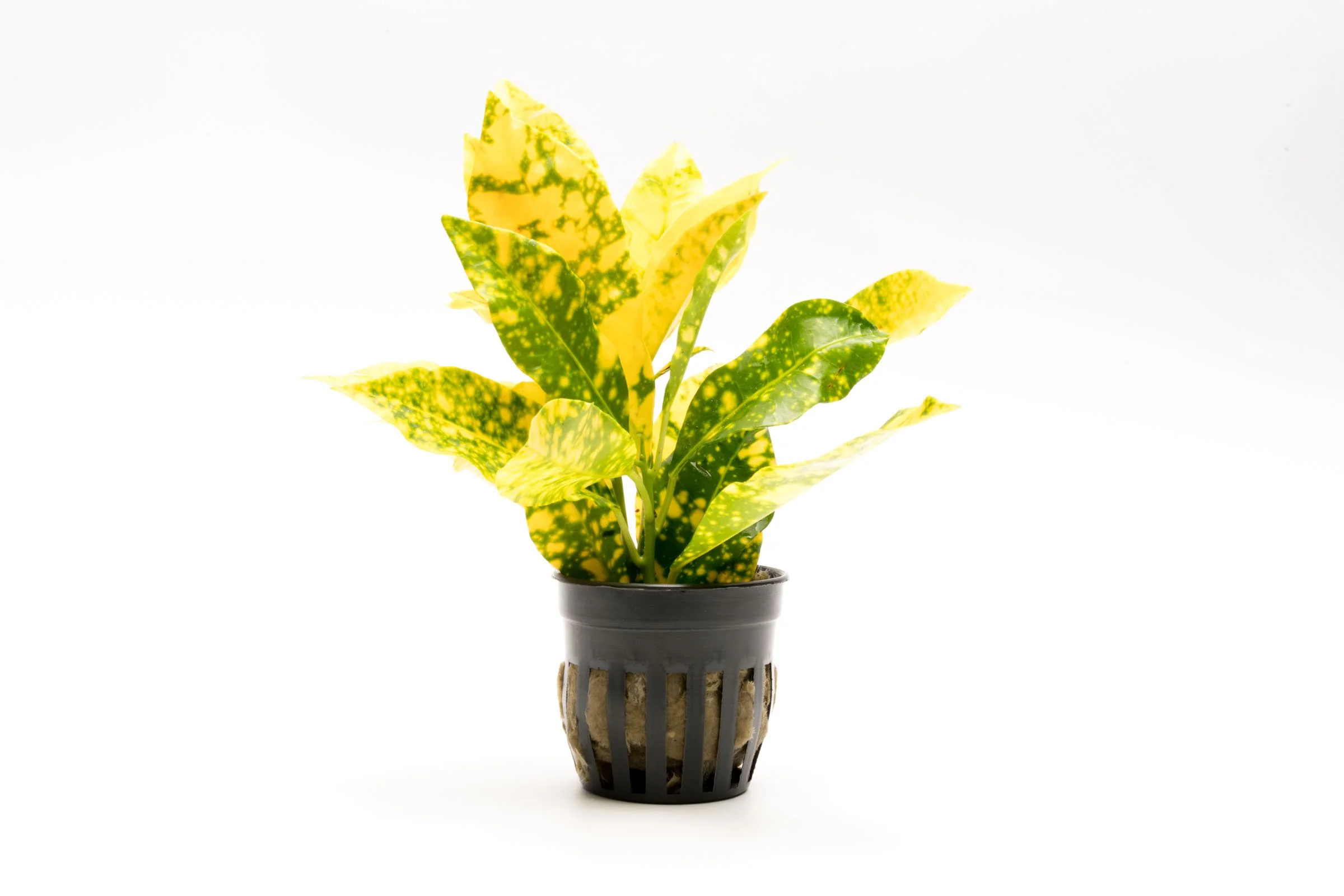 Gold Dust Croton Care