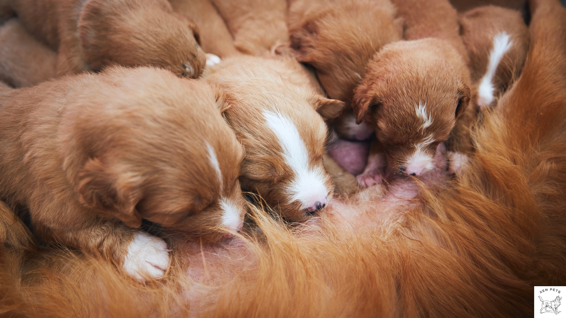 puppies drinking milk for vitamin A