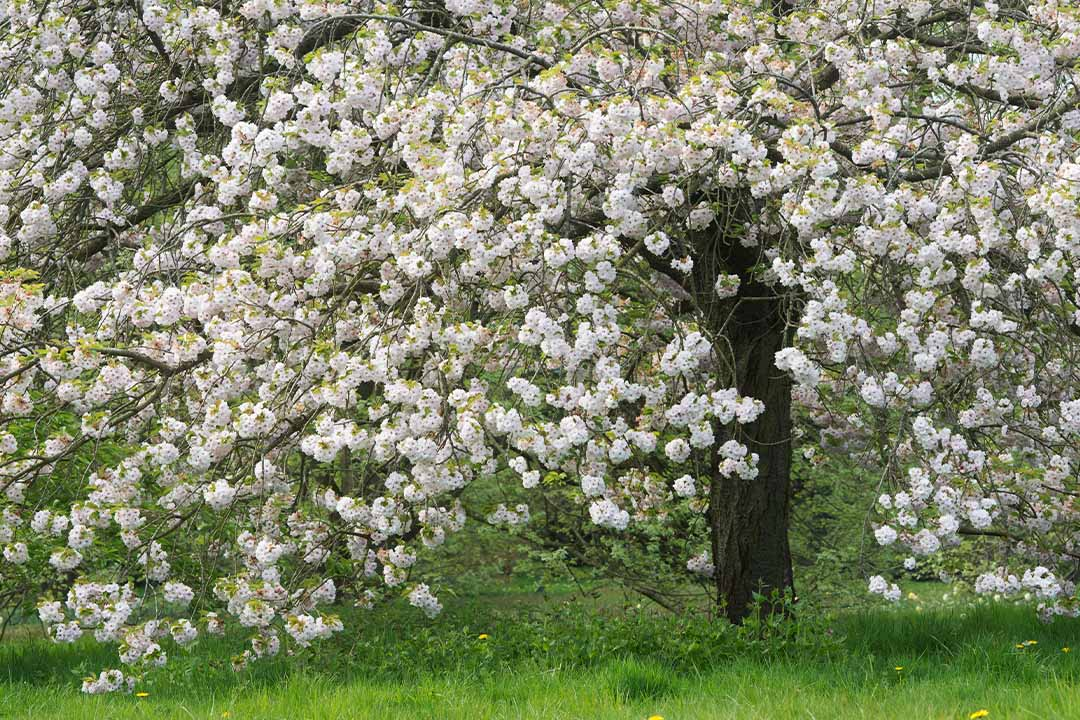 White cherry tree in spring time