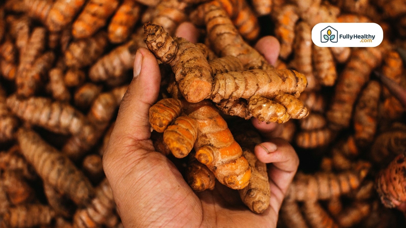 Hand holding fresh turmeric roots over a large pile