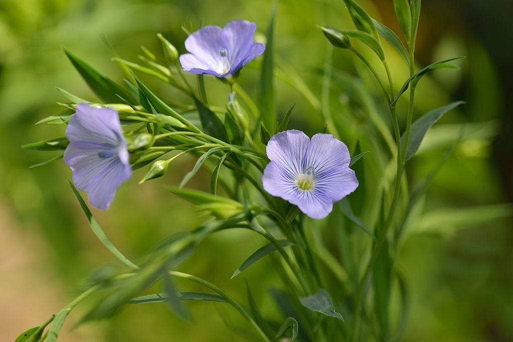 Flax Flower