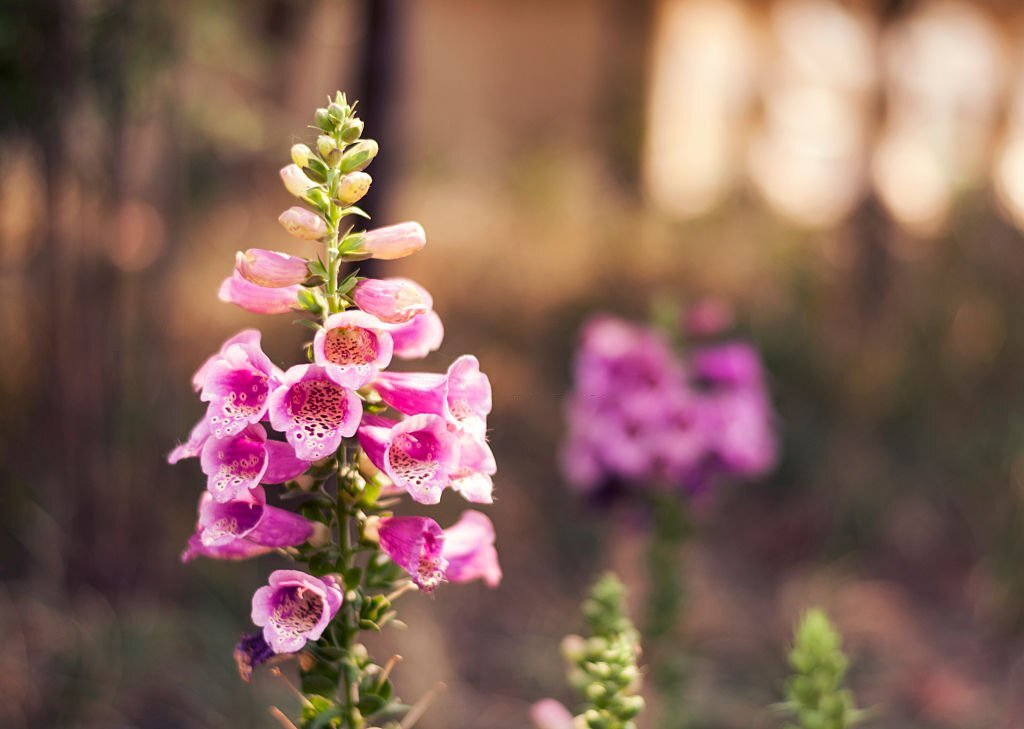 Foxgloves