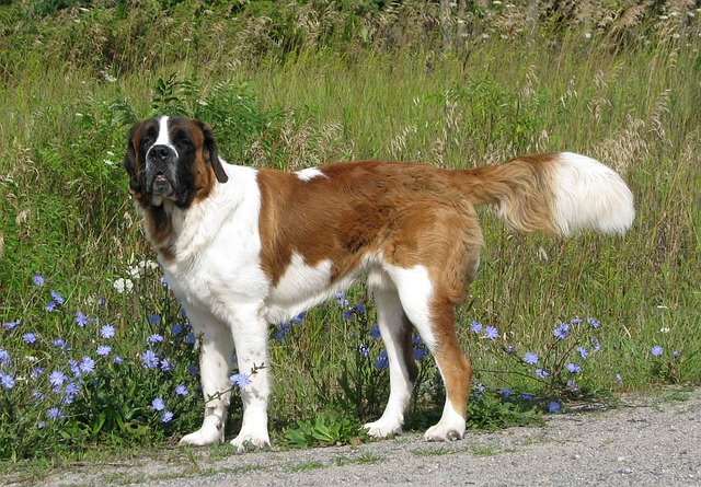 domestic dog, canis familiaris, saint bernard