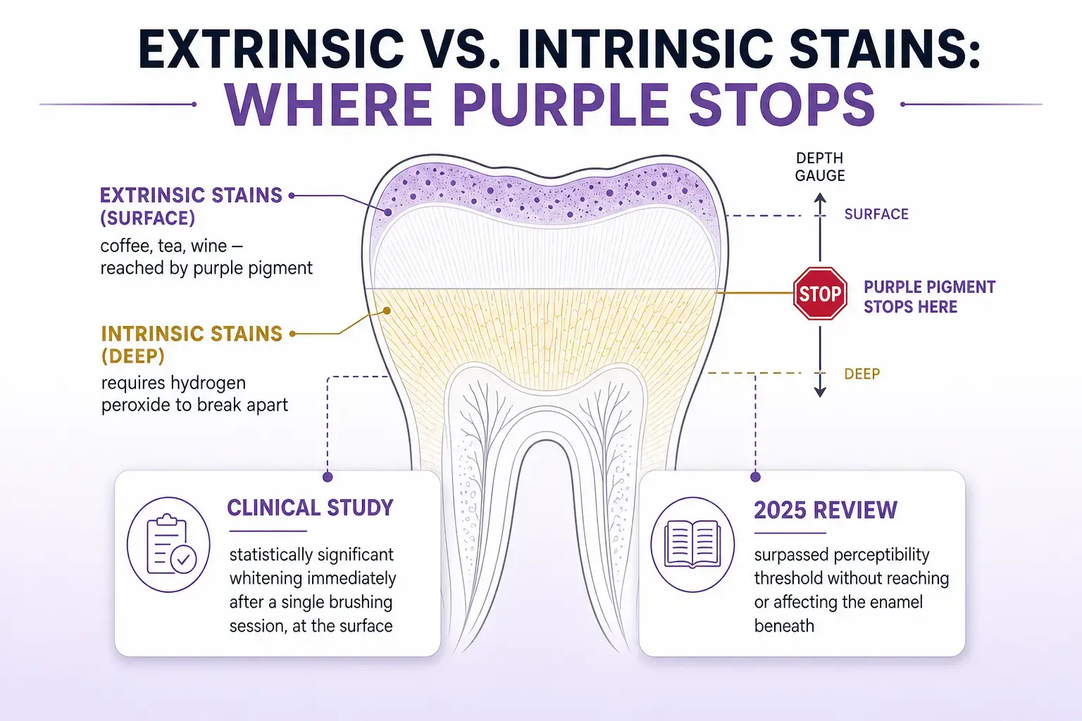 Tooth cross-section infographic showing purple pigment reaching only extrinsic surface stains, not intrinsic deep-enamel stains that require hydrogen peroxide, with supporting clinical study callouts.