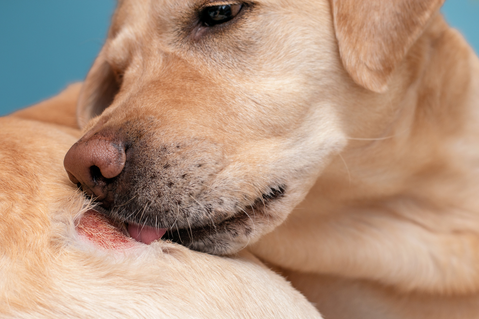 A Close-Up Of A Dog'S Skin With Underlying Causes Of Hot Spots