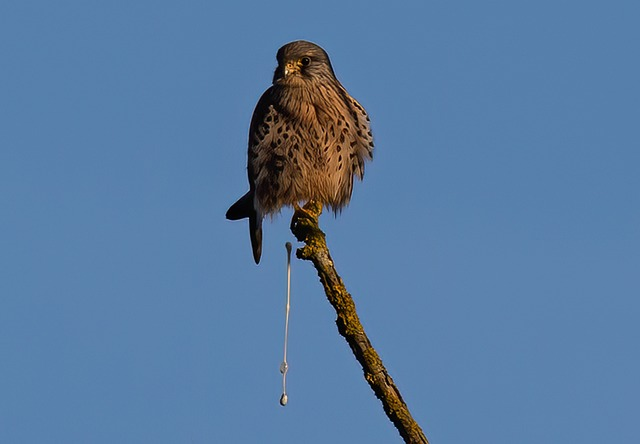 kestrel, bird, perched