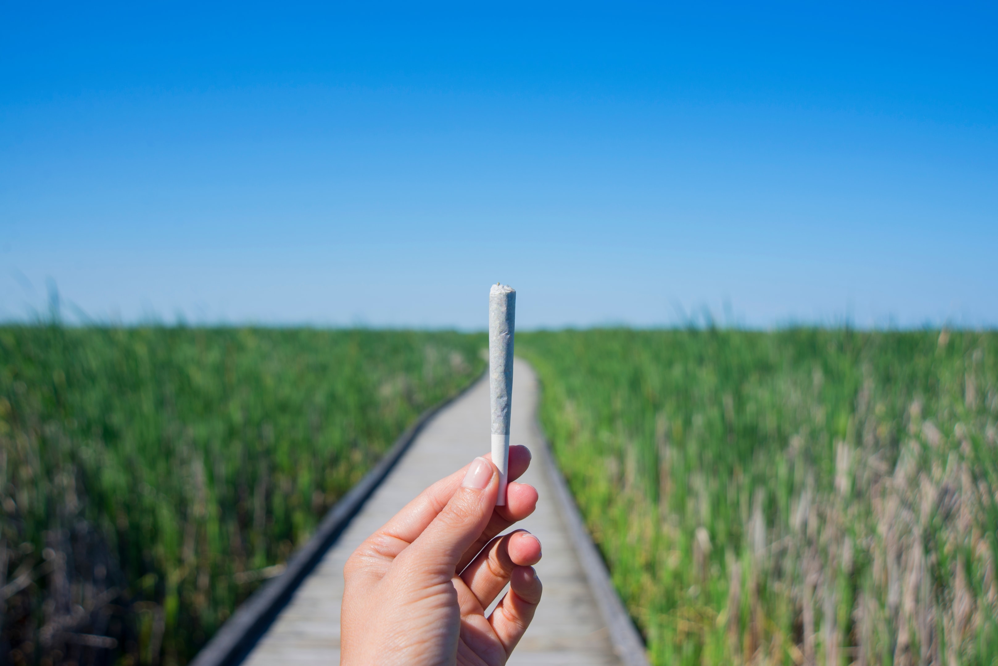 The Best Strains of THCA Flower for Daytime Use